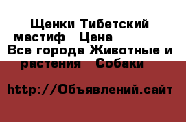  Щенки Тибетский мастиф › Цена ­ 50 000 - Все города Животные и растения » Собаки   